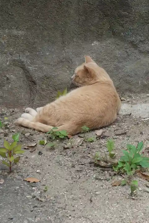 岡山行者堂の動物