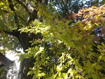 須天熊野神社の自然