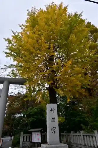 阿佐ヶ谷神明宮の自然