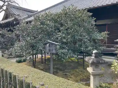 地蔵院（椿寺）(京都府)