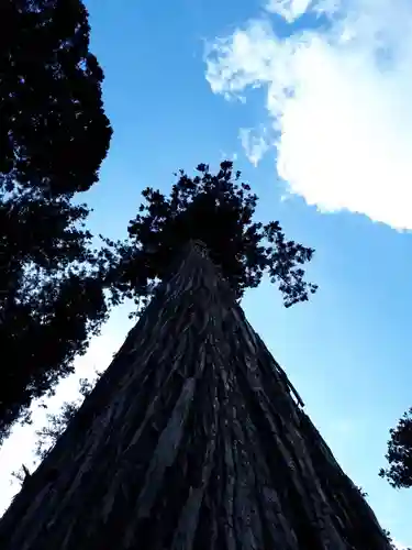 熊野神社の自然