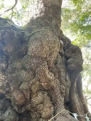 來宮神社(静岡県)