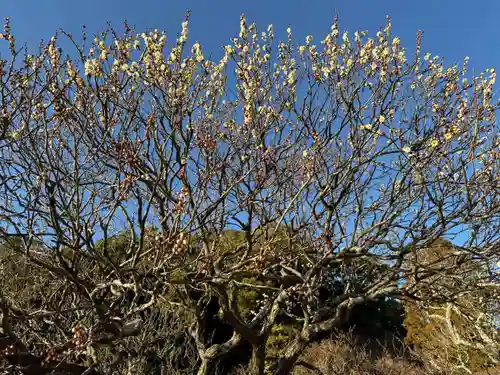 太宰府天満宮(福岡県)