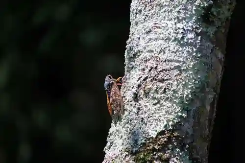 大六天麻王神社の自然