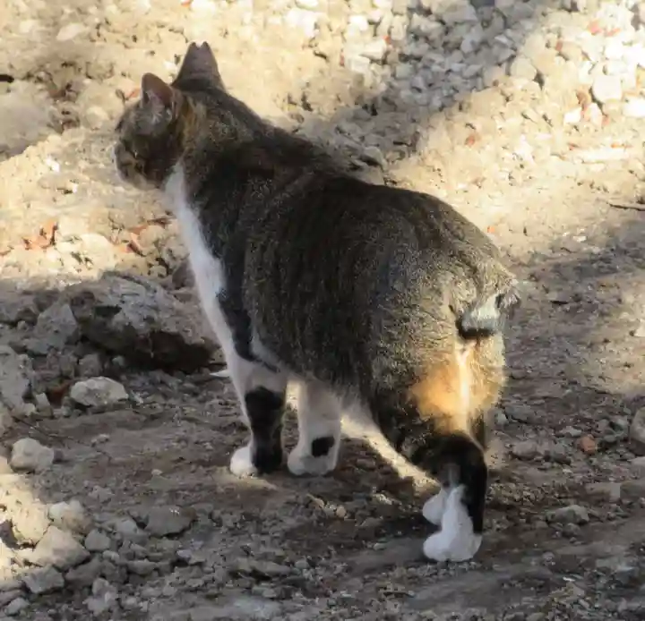 千葉神社(千葉県)