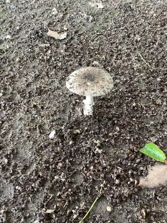 清洲山王宮 日吉神社の自然