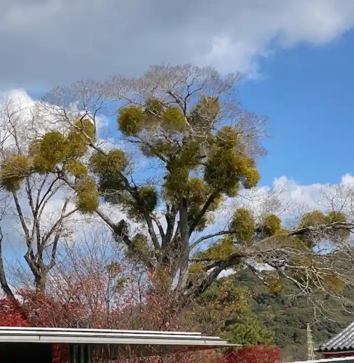 宇治神社(京都府)