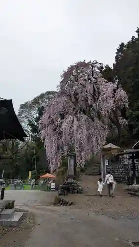 梅岩寺(東京都)
