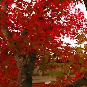 寿量山 速成寺の自然(2020年12月01日(火) 07時39分51秒投稿)