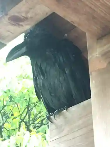 武蔵一宮氷川神社の動物