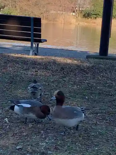 香取神社の動物