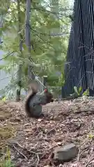 相馬神社の動物