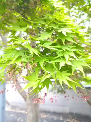 城山稲荷神社の自然