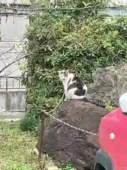 大智院（清水寺大智院）の動物