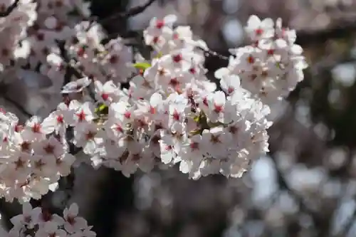 大原観音堂の自然