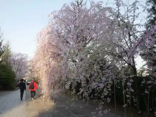 吉祥寺の庭園