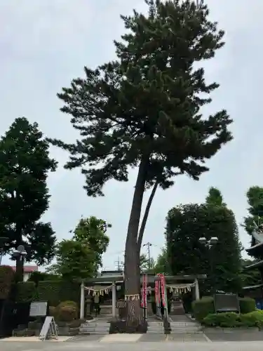 中野沼袋氷川神社(東京都)