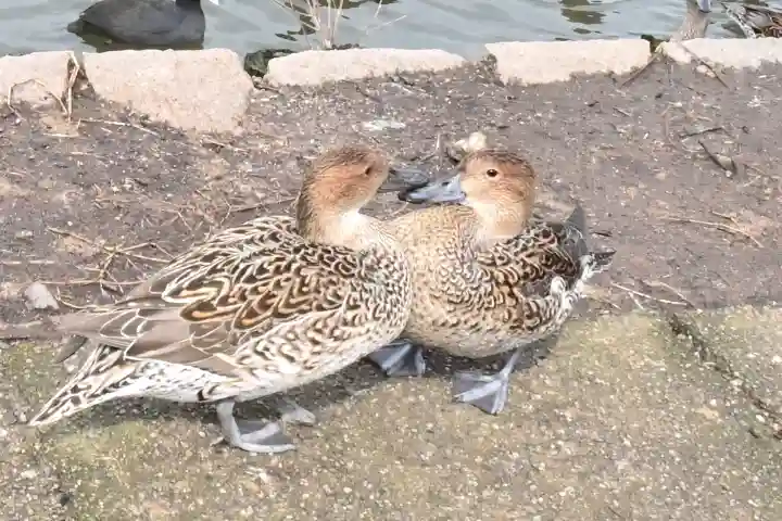 水原八幡宮の動物