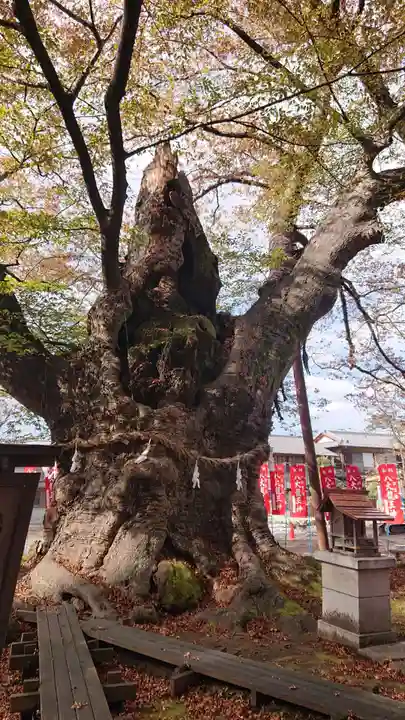 秩父今宮神社の自然