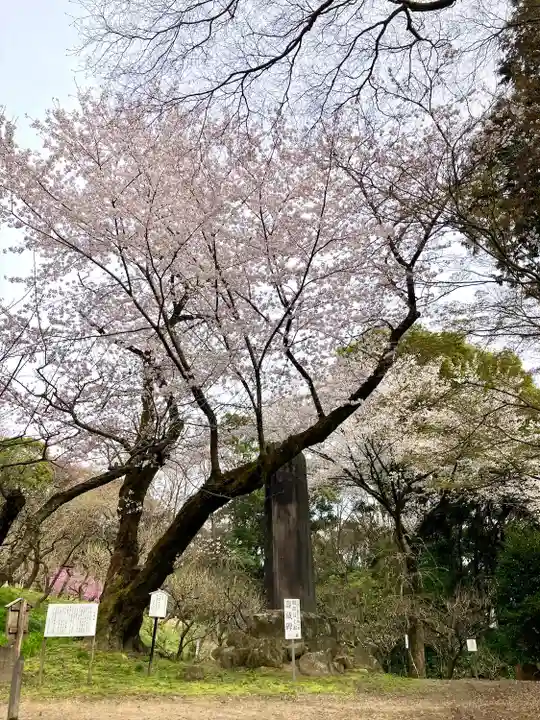 岩津天満宮の自然
