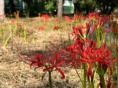 若宮八幡宮(京都府)