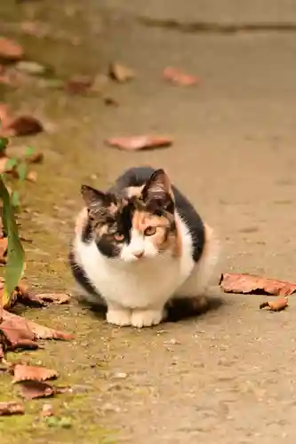 若宮神社(高知県)