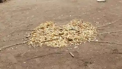 長光寺(静岡県)