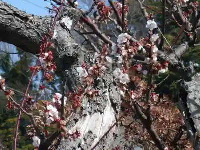 来迎寺（材木座）の自然