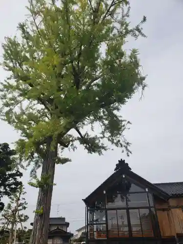 島八幡社の本殿