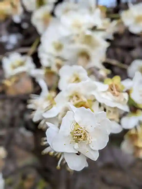 松應寺(東京都)