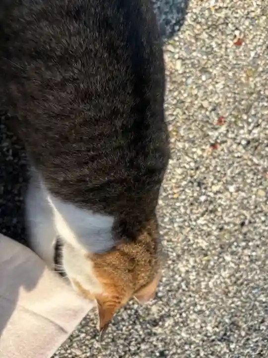 忌部神社の{uncategorized: "未分類", other: "その他", undefined: "問題あり", building: "その他建物", grave: "お墓", sacred_gate: "鳥居", guardian: "狛犬", statue: "像", buddha: "仏像", history: "歴史", nature: "自然", garden: "庭園", animal: "動物", pagoda: "塔", temizu: "手水舎", mountain_gate: "山門・神門", sanctuary: "本殿・本堂", subordinate: "末社・摂社", art: "芸術", scenery: "景色", jizo: "地蔵", ema: "絵馬", goshuin: "御朱印", omikuji: "おみくじ", items: "授与品その他", amulet: "お守り", goshuincho: "御朱印帳", eats: "食事", festival: "お祭り", votive_dance: "神楽", shichigosan: "七五三参", wedding: "結婚式", experience: "体験その他", initially: "初詣", around: "周辺", anti_infection: "感染症対策"}