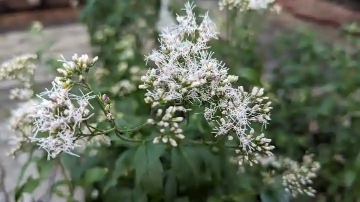 行願寺(革堂)(京都府)