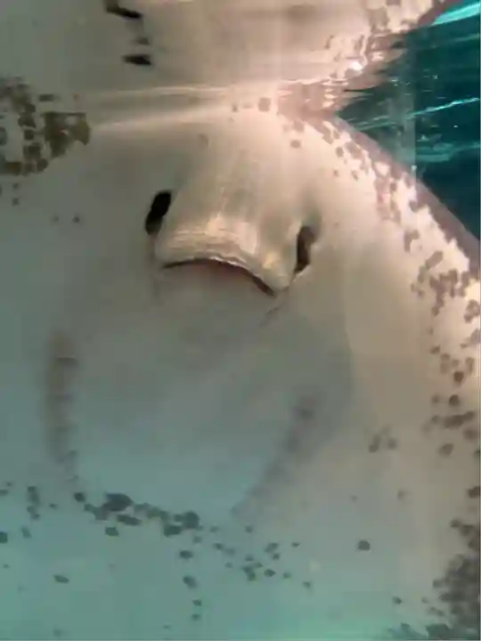 明星来影寺(高知県)