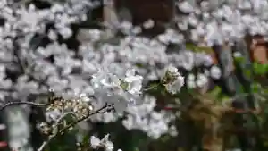 牛嶋天満宮の自然(2023年03月25日(土) 21時26分23秒投稿)