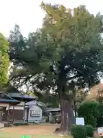 大隆寺(千葉県)