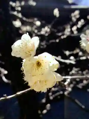 布多天神社(東京都)