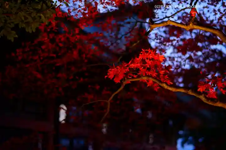 大山阿夫利神社(神奈川県)