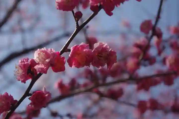 鹿嶋大明神の自然