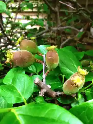 福蔵院(東京都)