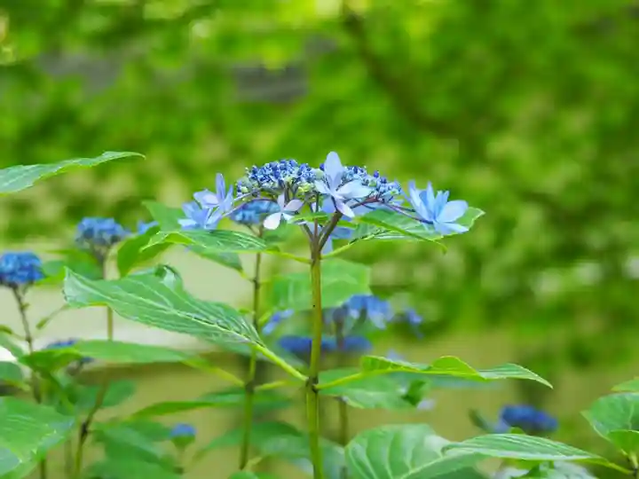 長壽寺(長寿寺)の自然