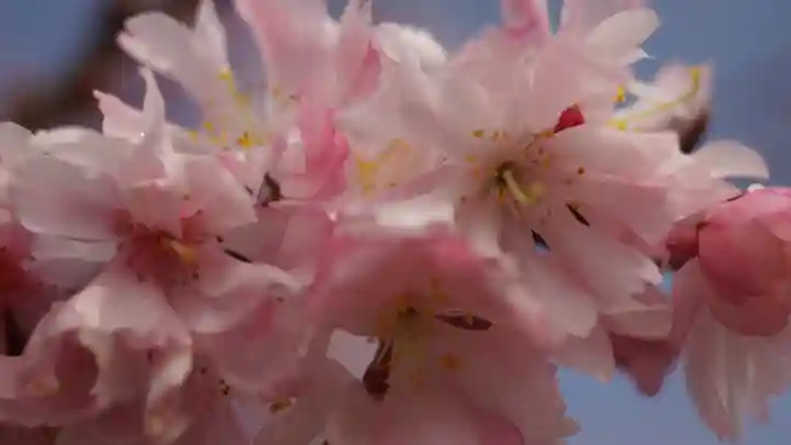妙蓮寺(京都府)