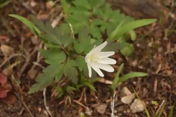 白幡神社の自然