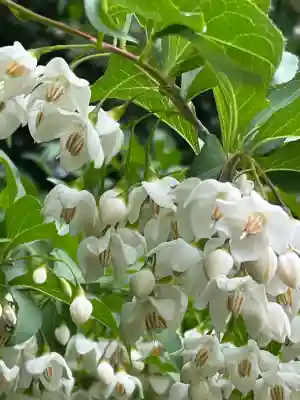 白山神社(新潟県)