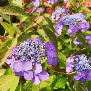 豊景神社(福島県)(2022年06月29日(水) 09時21分35秒投稿)