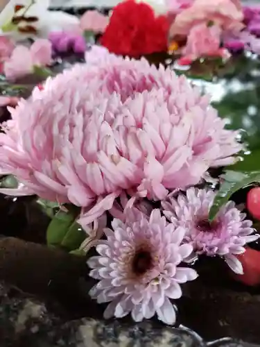 鳩森八幡神社の自然