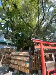 富知六所浅間神社の自然