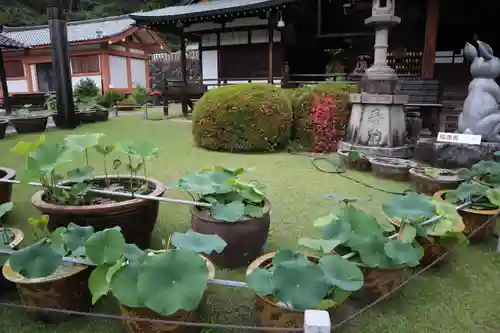 三室戸寺(京都府)