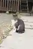 阿邪訶根神社(福島県)