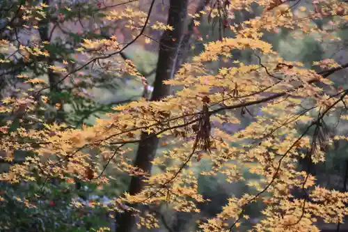 三春大神宮の自然