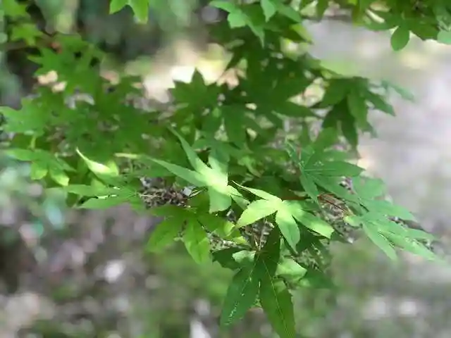 木舟山 順教寺の自然